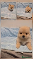 Pomeranian dogs 🌟Pomeranian🌟 - Advert 1