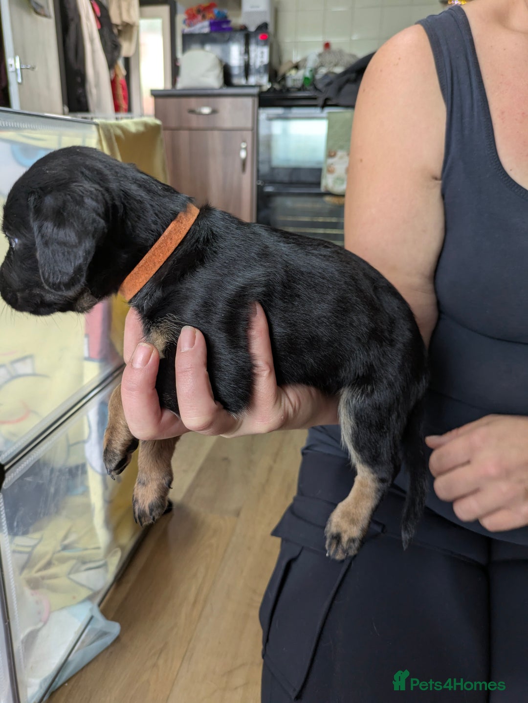 Mixed Breed dogs for sale: Jack, Springer X staffy, lurcher puppies - Image 27