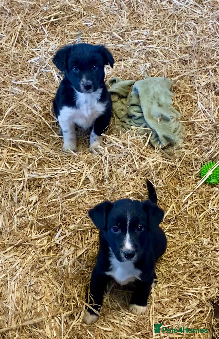 Border Collie dogs Border Collie Puppies - Advert 1