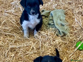 Border Collie dogs Border Collie Puppies - Advert 1
