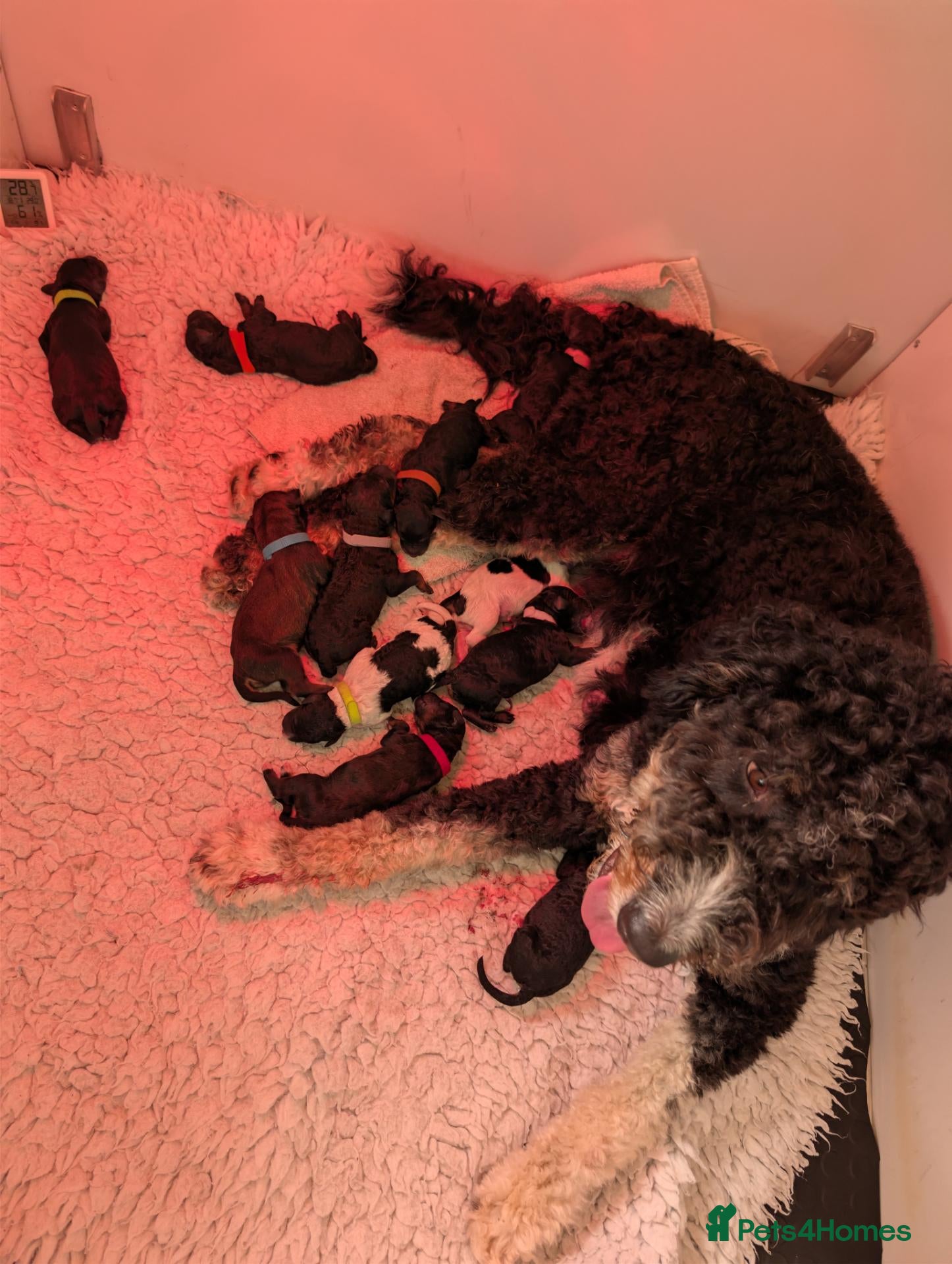 Bernedoodle dogs F1b Standard Bernedoodle puppies  - Advert 1