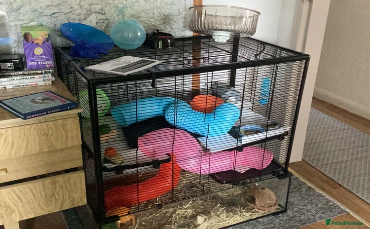 Hamster rodents - Advert 3