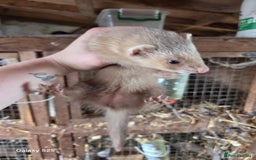 Ferret rodents for sale: 9 Ferrets for sale - Image 24