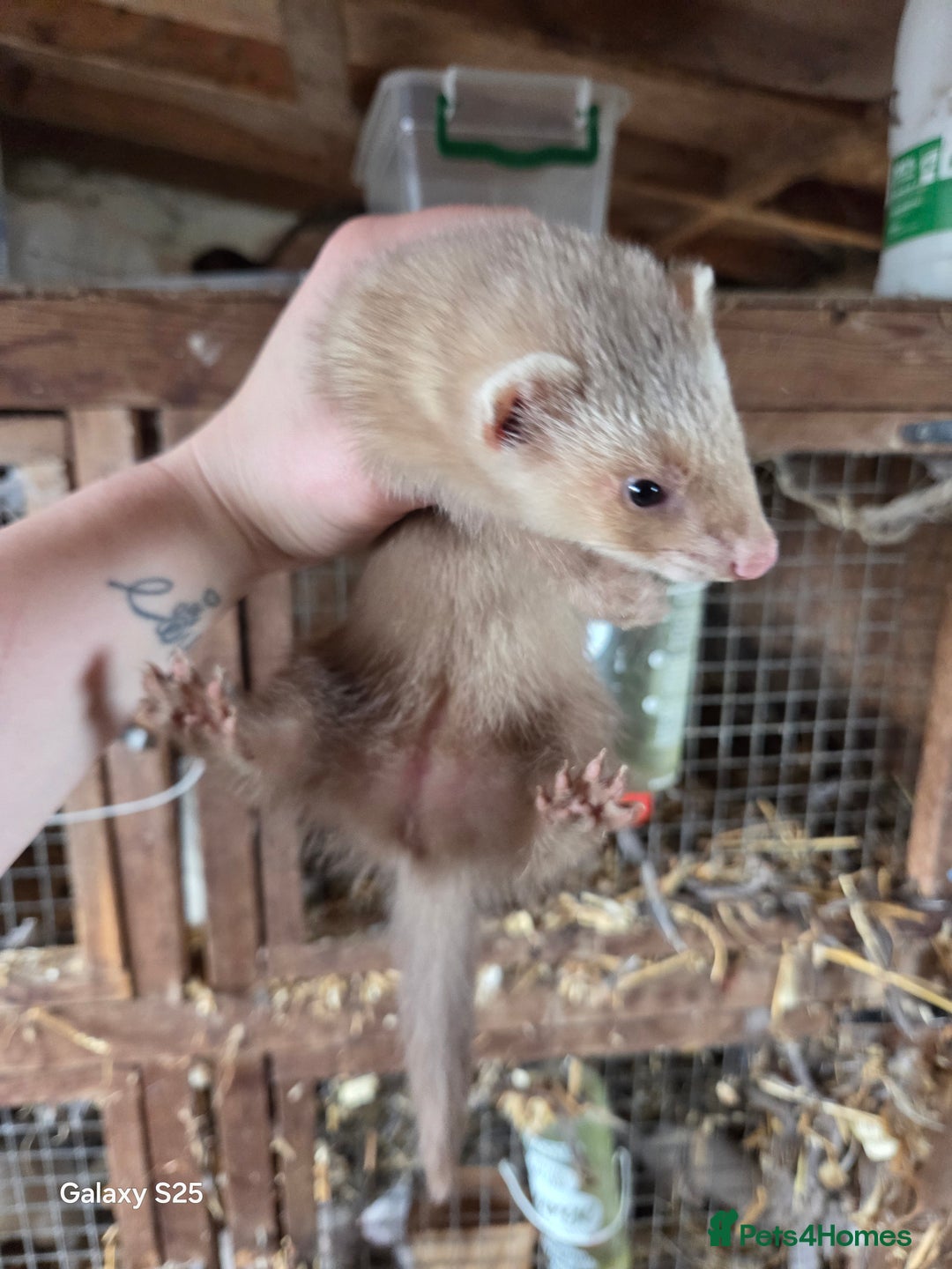 Ferret rodents for sale: 9 Ferrets for sale - Image 24