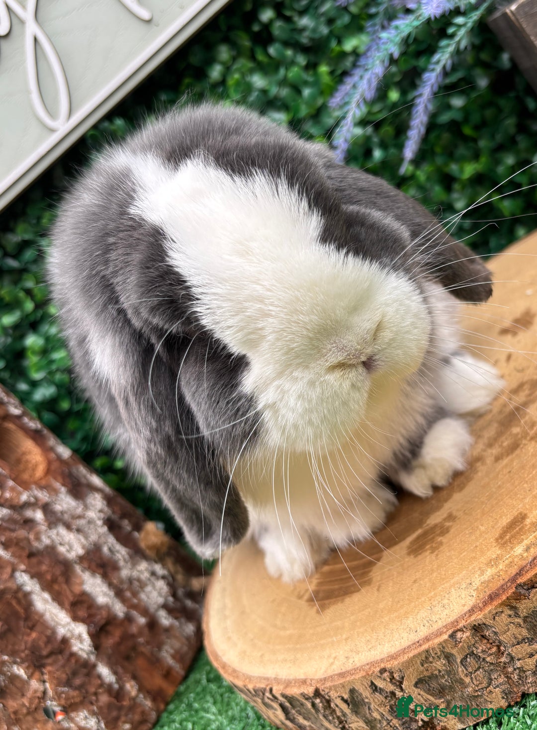 Mini Lop rabbits for sale: 🌟 mini lop babies 🌟 - Image 2