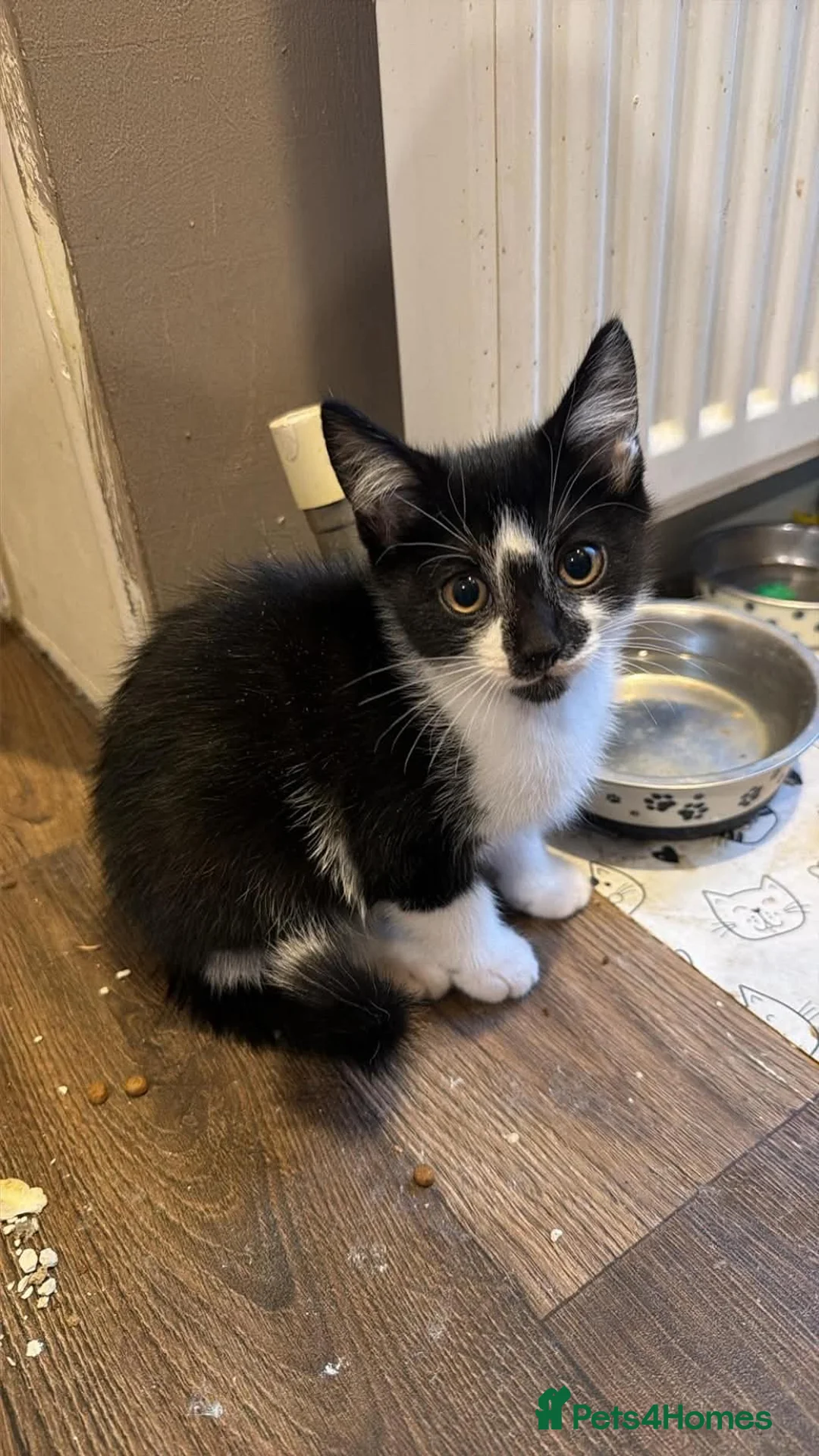 British Shorthair cats for sale: Tabby and black & white left - Advert 2