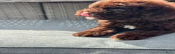 Cockapoo dogs for sale: Beautiful chocolate box cockapoo litter  - Advert 10