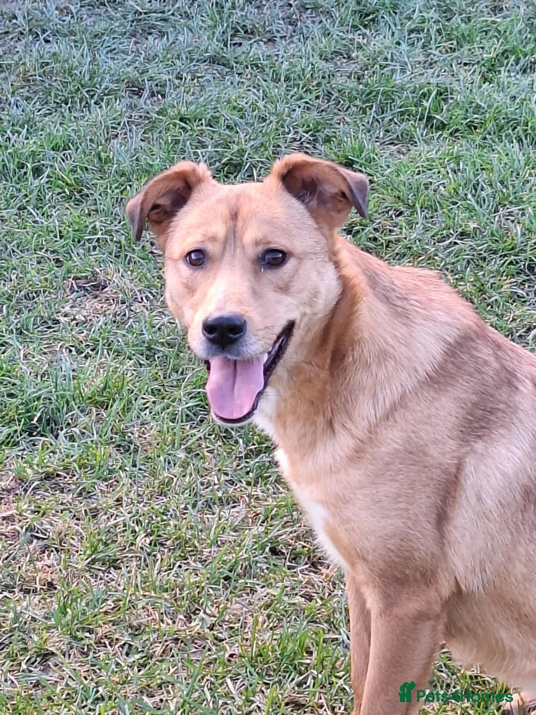 Mixed Breed dogs for adoption: Laika for adoption - Advert 2