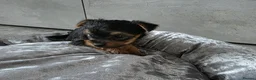 Yorkshire Terrier dogs for sale: 💕Beautiful Yorkshire Terrier Puppies 💕 - Advert 9