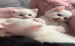 Mixed Breed cats for sale: Sweet kittens need a loving home - Image 3