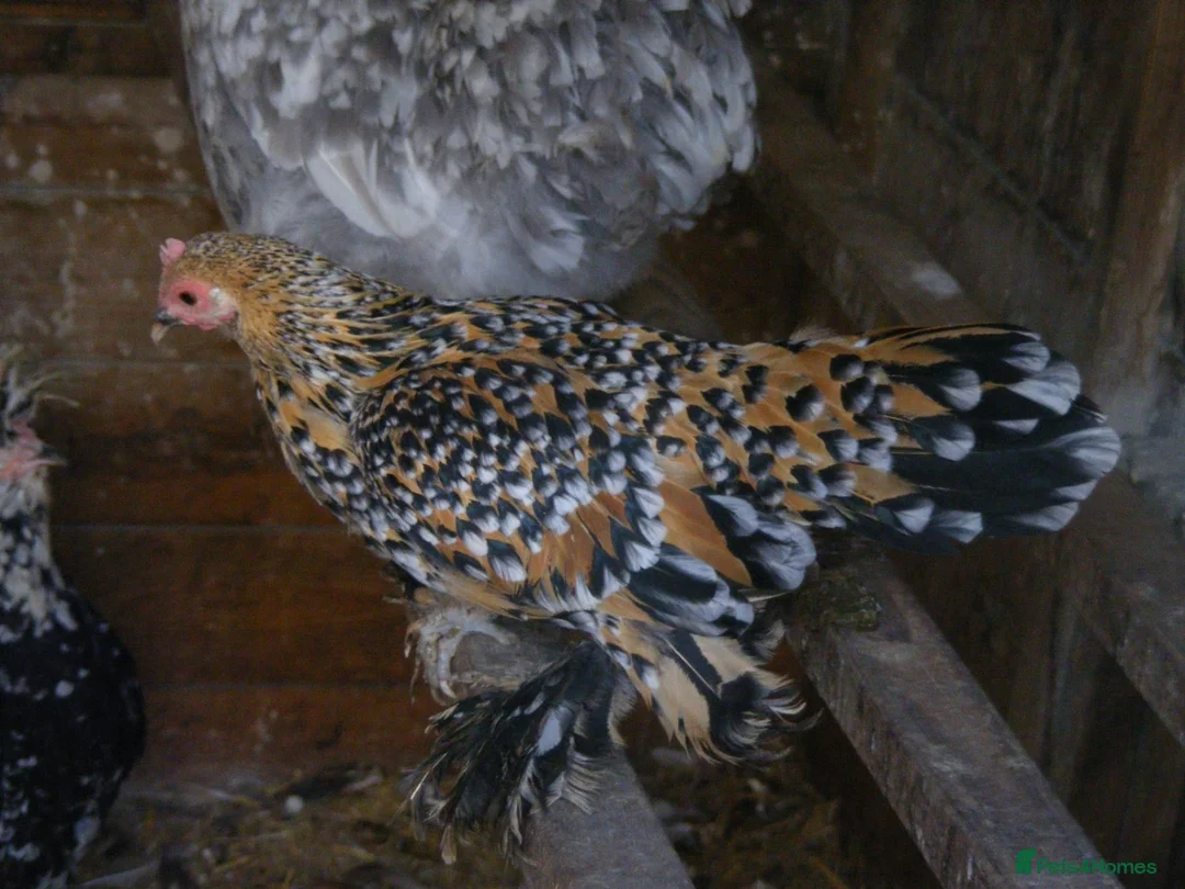 Hens poultry for sale: Bantam Hens -  Faverolles Pekins Sablepoot Sikies - Advert 15
