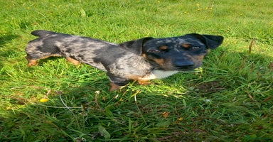 Jack Russell dogs - Advert 8