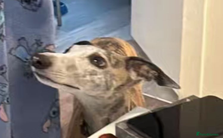 Whippet dogs 6 female 3 week old pups - Advert 1