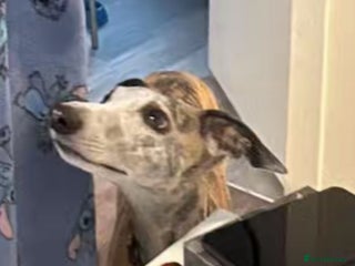 Whippet dogs 6 female 3 week old pups - Advert 1