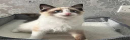 Ragdoll cats for sale: Beautiful Ragdoll Kittens - Advert 16