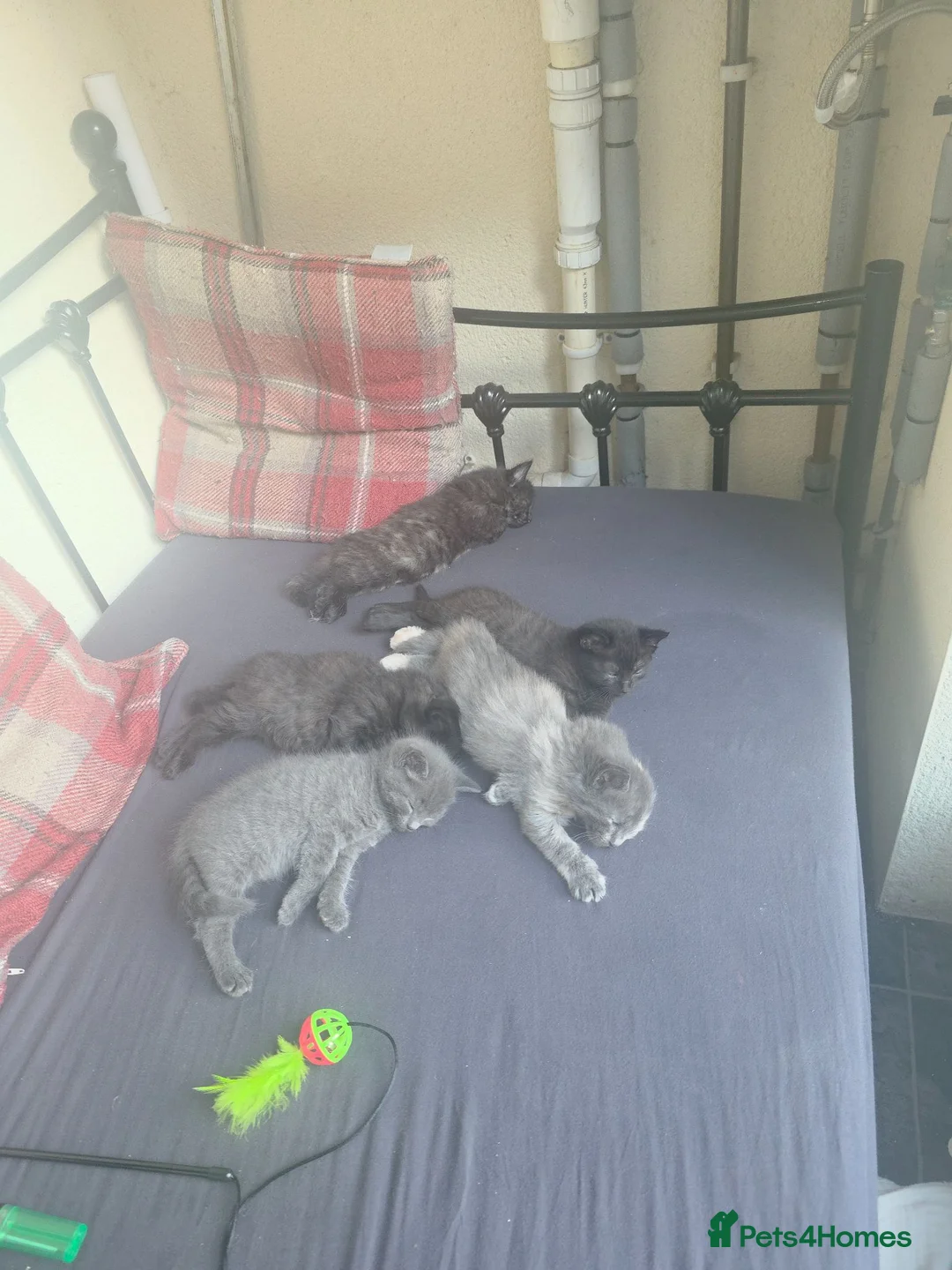 British Longhair cats for sale: Kittens ready 4 rehome Mother is a British grey  - Advert 1