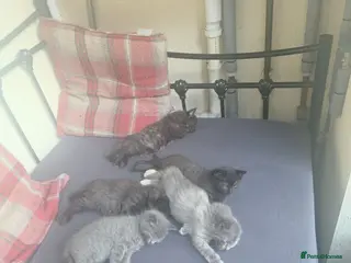 British Longhair cats Kittens ready to rehomed Mother is a British grey - Advert 5