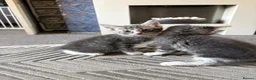 Mixed Breed cats for sale: Gorgeous grey and white fluffy kittens ready now  - Advert 23