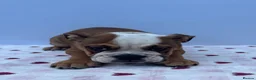 English Bulldog dogs for sale: English Bulldog Puppies  - Advert 11