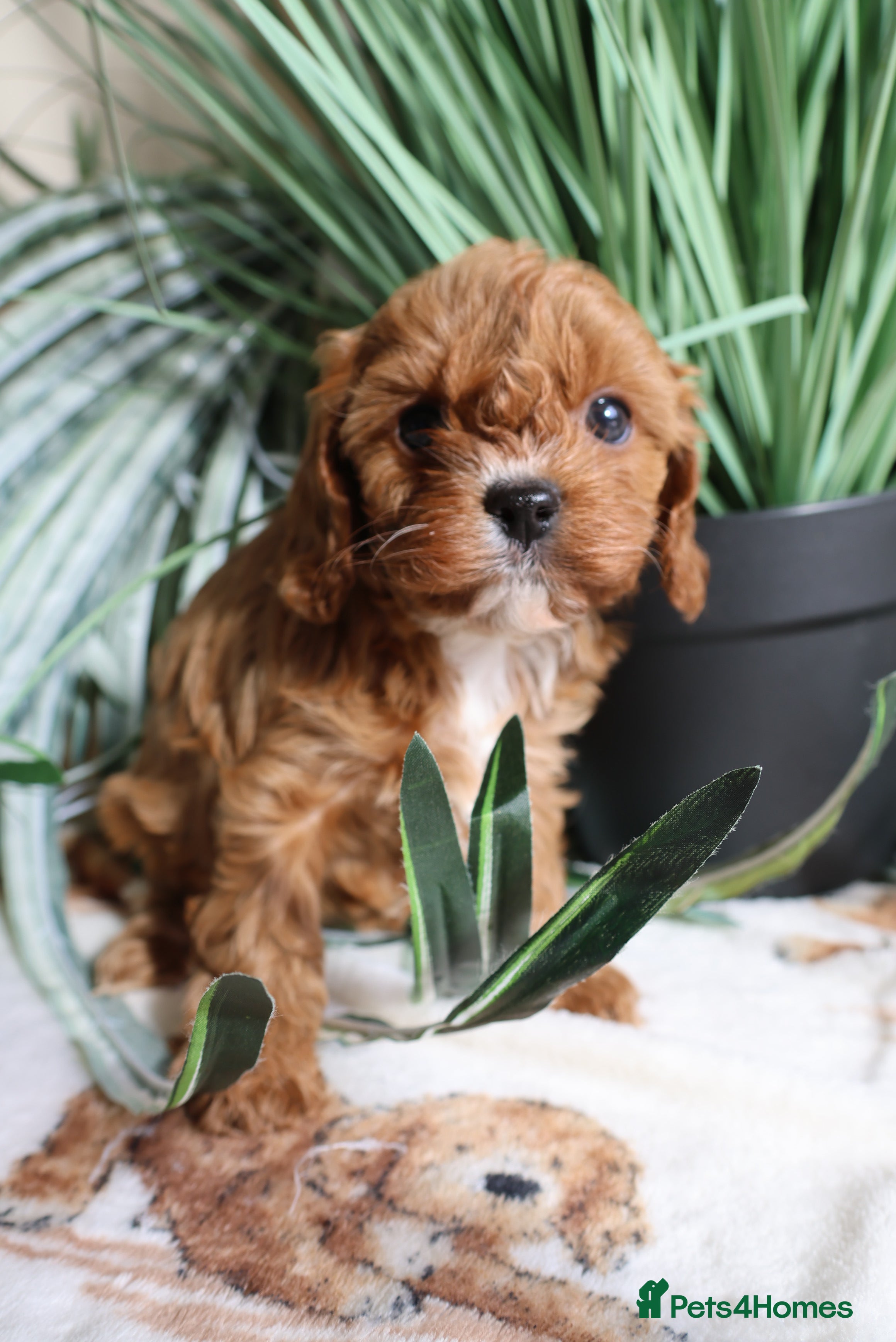 Cavapoo dogs Outstanding Cavapoo’s Health Tested parents❤️ - Advert 3