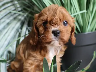 Cavapoo dogs Outstanding Cavapoo’s Health Tested parents❤️ - Advert 2
