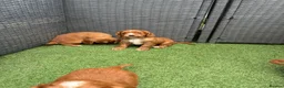Cocker Spaniel dogs for sale: Red KC cocker spaniel puppies  - Advert 22