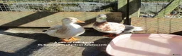 Ducks poultry for sale: Various Call Ducks - Advert 1