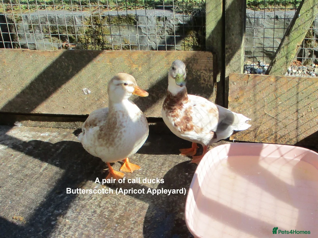 Ducks poultry for sale: Various Call Ducks - Advert 1
