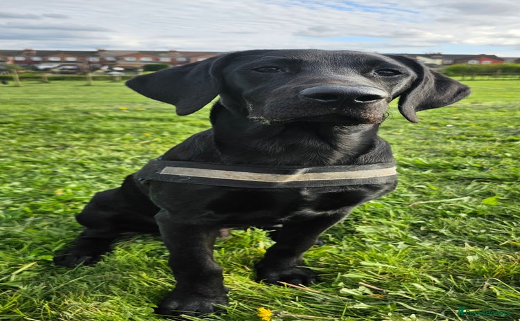 Labrador Retriever dogs - Advert 14