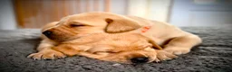 Labrador Retriever dogs for sale: KC Registered Labradors  - Advert 13
