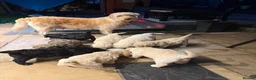 Double Doodle dogs for sale: Beautiful Golden St Bernadoodle Puppies for Sale  - Advert 21