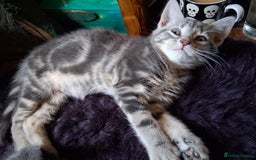 Mixed Breed cats for sale: UNIQUE SILVER/BLUE BENGAL X RUSSIAN BLUE KITTENS  - Image 11