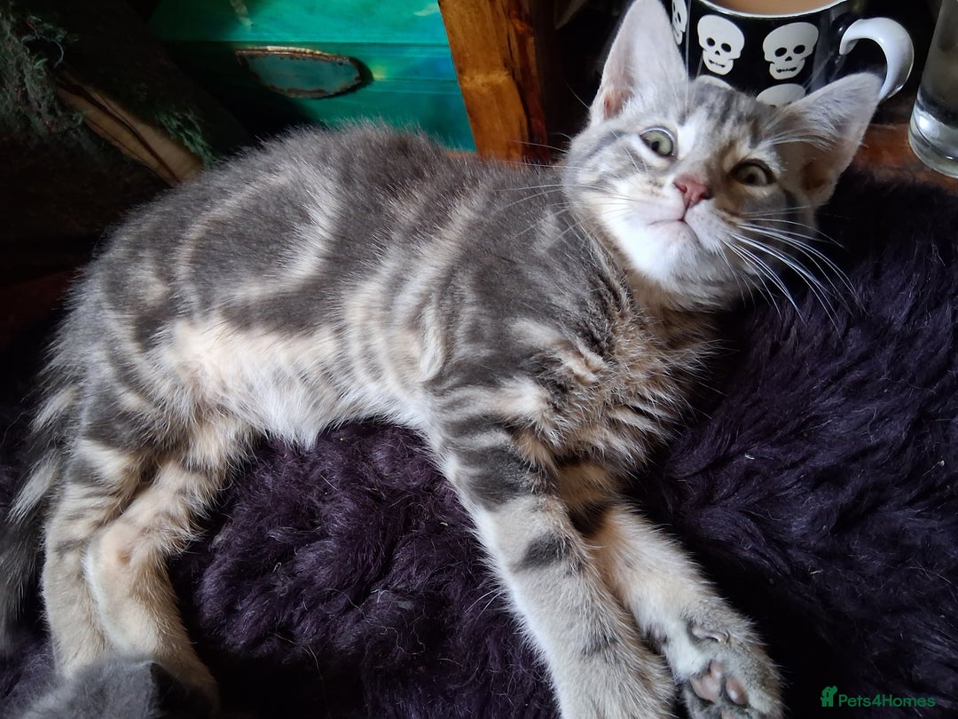 Mixed Breed cats for sale: UNIQUE SILVER/BLUE BENGAL X RUSSIAN BLUE KITTENS  - Image 11