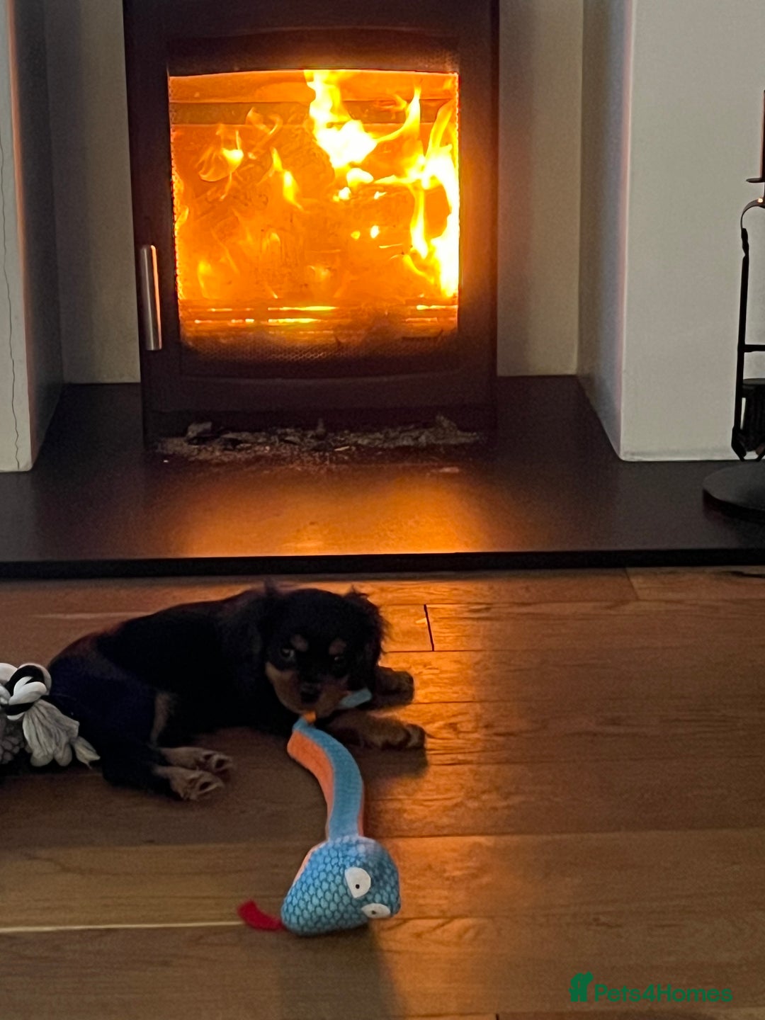 Cavalier King Charles Spaniel dogs for stud: Black & Tan cavalier King Charles spaniel stud  in Ferryhill - Image 14