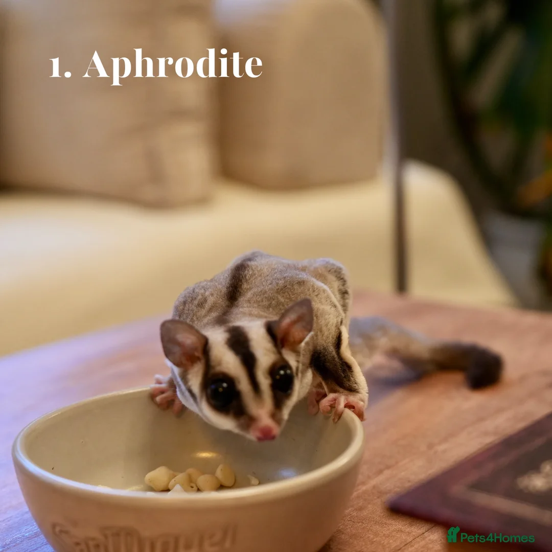 Sugar Glider rodents for sale: 3 Female Gliders Seeking Loving Home – London - Advert 2