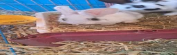 Mixed Breed rabbits for sale: Baby bunnies  in Bridgwater - Advert 17