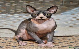 Sphynx cats for sale: Adorable Canadian Sphynx – Champion Bloodline - Image 5