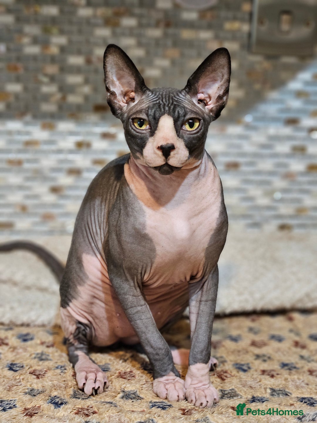 Sphynx cats for sale: Adorable Canadian Sphynx – Champion Bloodline - Image 5