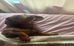 Dachshund dogs for sale: Louie  - Image 1
