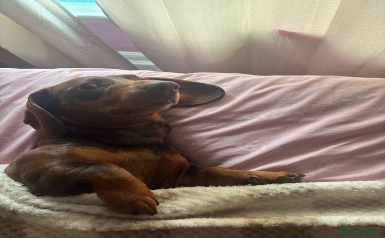 Dachshund dogs - Advert 1