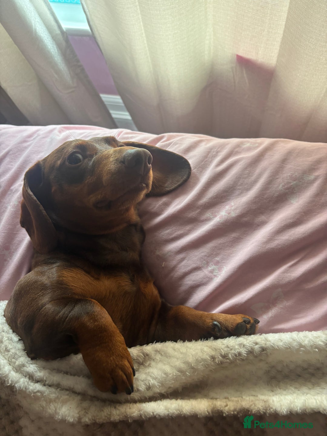 Dachshund dogs for sale: Louie  - Image 1