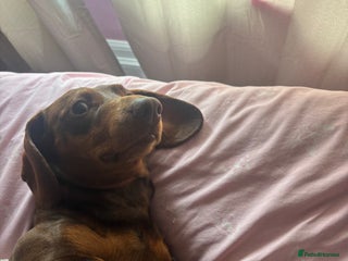 Dachshund dogs - Advert 2