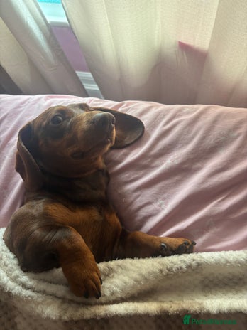 Dachshund dogs - Advert 5