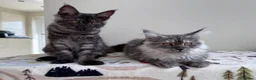Maine Coon cats for sale: ONLY 3 TICA REG GIRLS LEFT FROM LICENSED BREEDERS - Advert 8