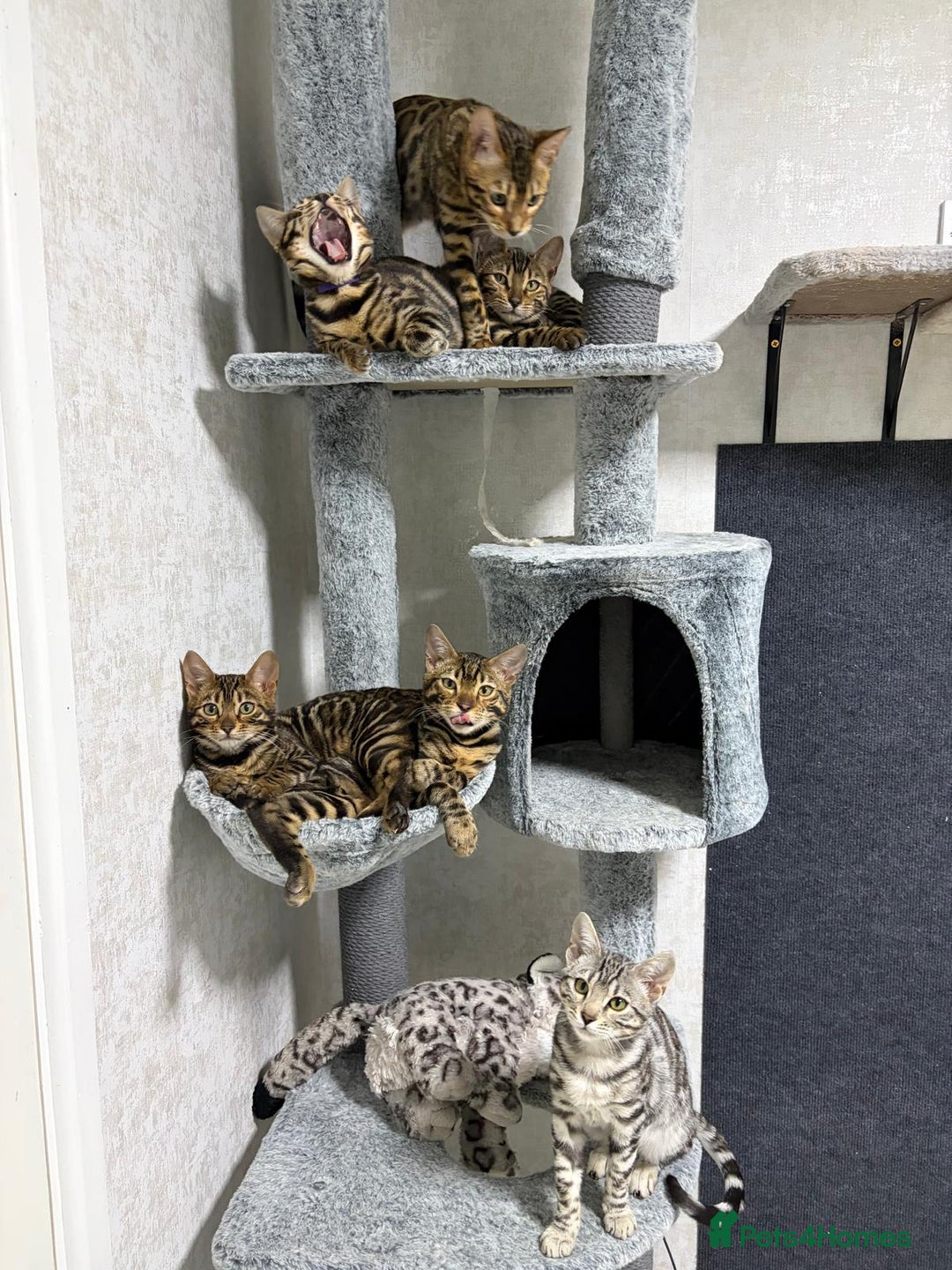 Bengal cats for sale: - Brown & Silver Bengals—Experienced Homes Only - Advert 30