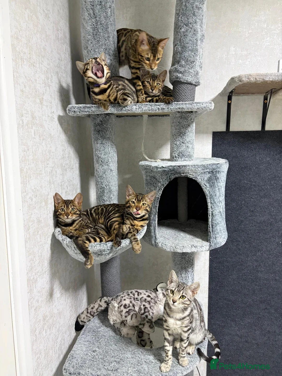 Bengal cats for sale: - Brown & Silver Bengals—Experienced Homes Only - Advert 30