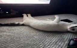 Domestic Shorthair cats for sale: Female cat for sale - Image 3