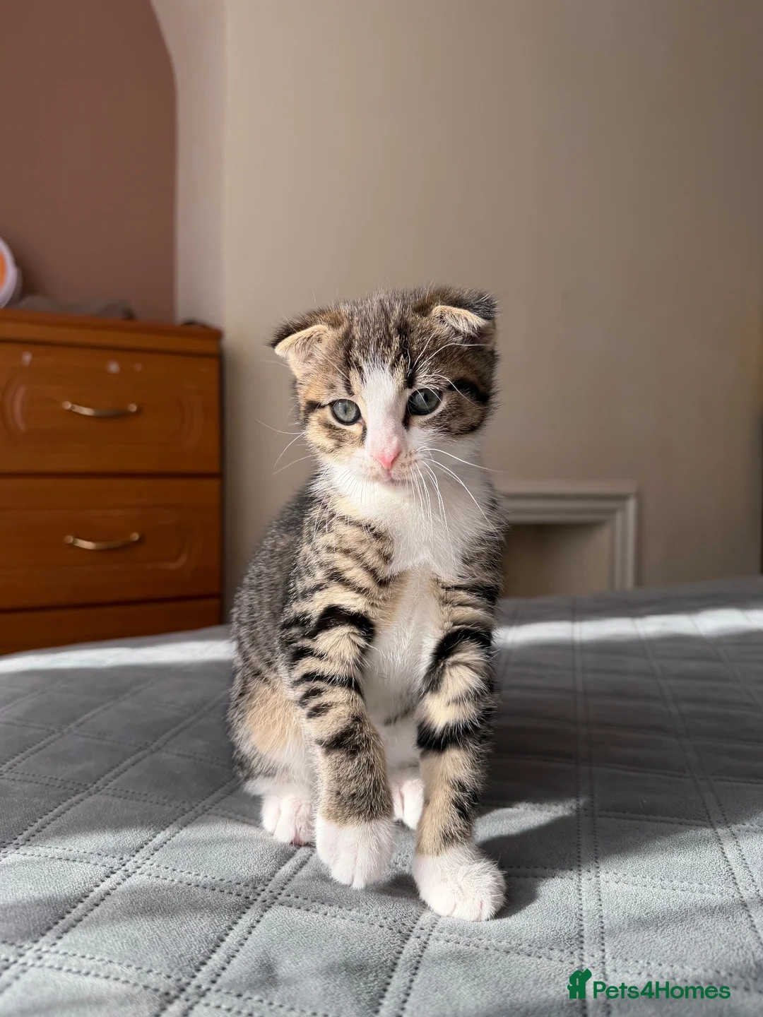 Mixed Breed cats for sale: Beautiful male kitten with folded ears in London - Advert 1