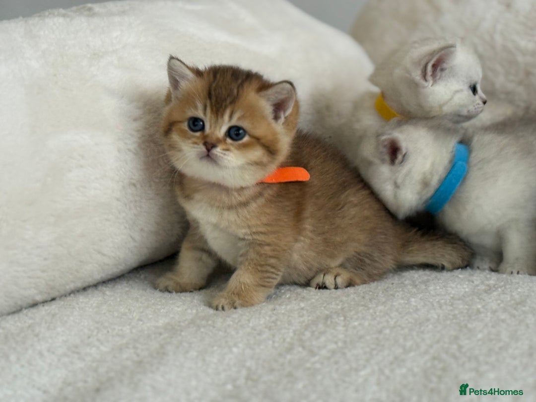 British Shorthair cats for sale: GCCF silver and golden shaded - Image 8