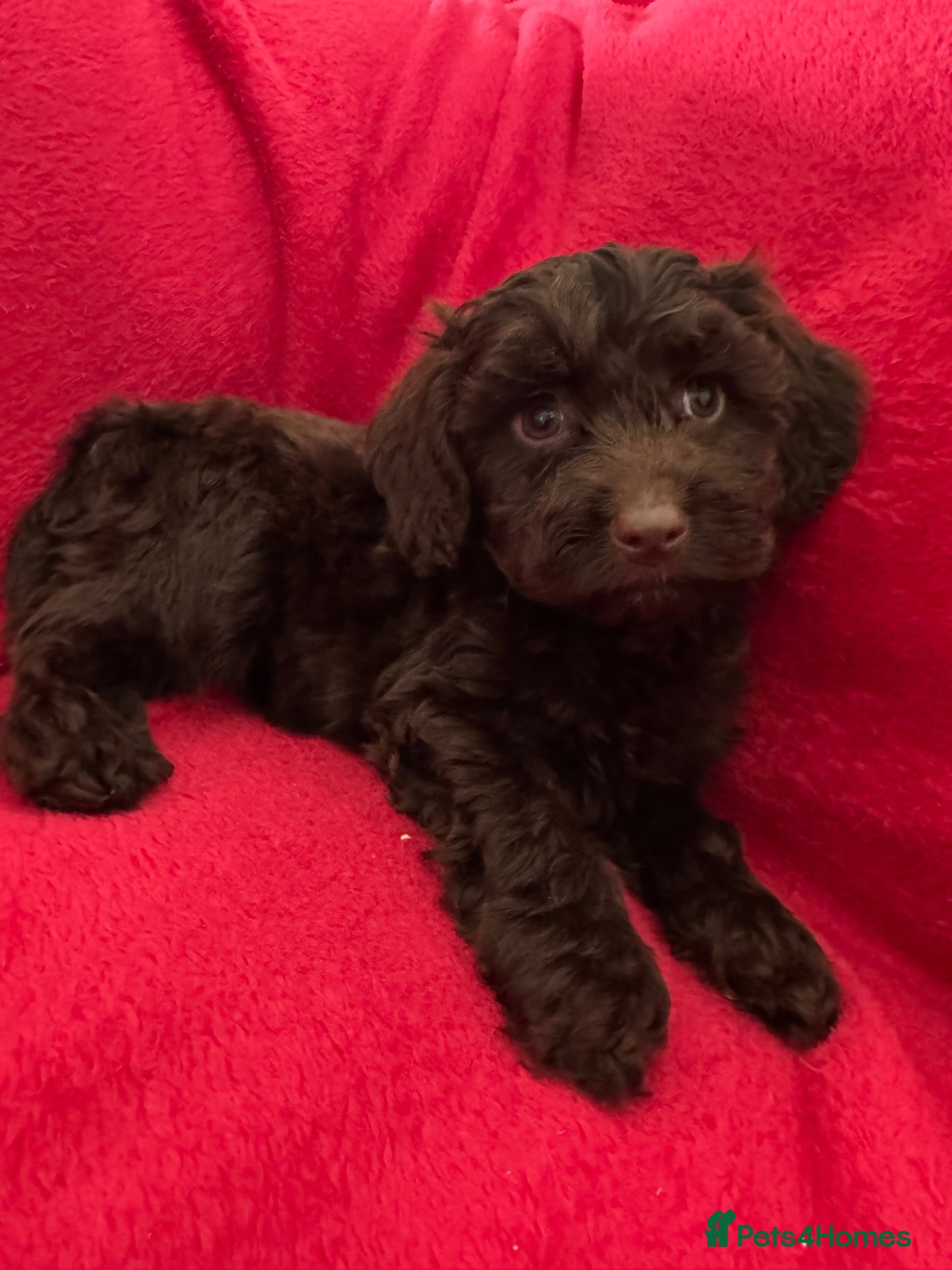 Cockapoo dogs F1 cockapoo puppies  - Advert 3